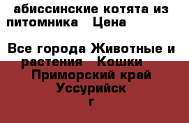 абиссинские котята из питомника › Цена ­ 15 000 - Все города Животные и растения » Кошки   . Приморский край,Уссурийск г.